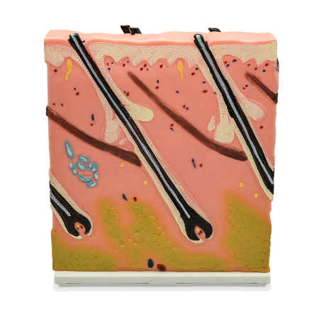 Модель «Кожа человека»